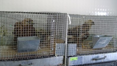 Trafik Kazalarına Maruz Kalan Yaban Hayvanları Kars'ta Tedavi Ediliyor