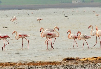 Flamingolar Bodrum'a Akın Etti