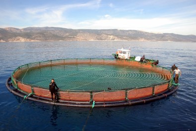 Mersin'de 60'In Üzerinde Balık Çiftliği Kurulacak