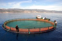 AMBALAJ FABRİKASI - Mersin'de 60'In Üzerinde Balık Çiftliği Kurulacak