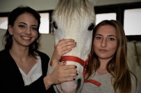 KIZ ÖĞRENCİLER - Üniversiteli Kızlar, Ojeli Ellerle Atlara Nal Çakıyor