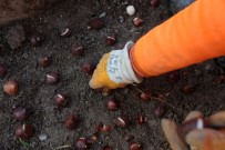 LALE SOĞANI - Sincan Baharda Laleler İle Renklenecek