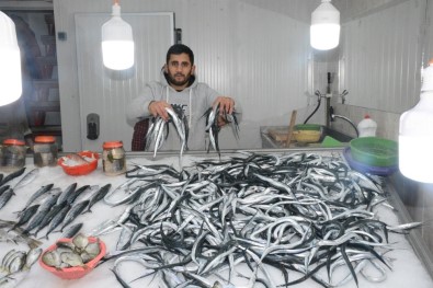 Sinop'ta Hamsi 15 Lira