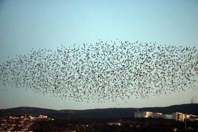 Yozgat'ta Sığırcık Kuşlarının Görsel Şöleni