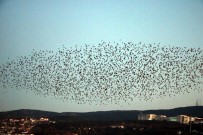 SIĞIRCIK KUŞU - Yozgat'ta Sığırcık Kuşlarının Görsel Şöleni