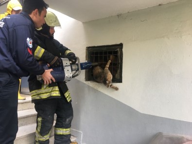 Bodrum Katta Parmaklıklara Sıkışan Kediyi İtfaiye Kurtardı