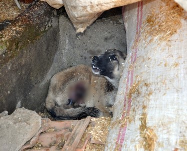 Gaziantep'te Domdom Kurşunu İle Vurulmuş Sokak Köpeği Bulundu