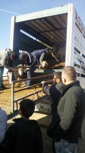 Isparta'da Genç Çiftçilere Koyun Hibesi