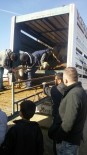 Isparta'da Genç Çiftçilere Koyun Hibesi Haberi