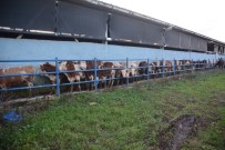 TAHIR ŞAHIN - Lapseki'de Besicilere Büyükbaş Hayvan Dağıtıldı