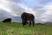 ADALA - Eşek Sütüyle Şifa Buldu, Çiftliğini Kurdu
