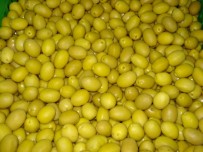 ZEYTİN AĞACI - Zeytin Ve Zeytinyağı İhracatçıları Yeni Sezonda Rekor İhracat Bekliyor