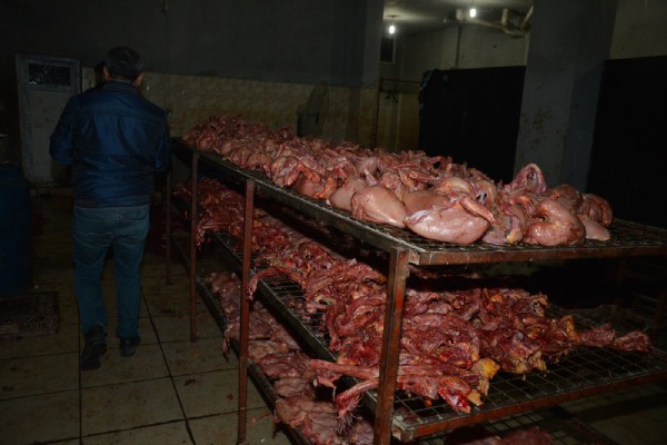 Kaçak tavuk kesimhanesine baskın