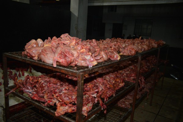 Kaçak tavuk kesimhanesine baskın