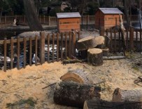 KUĞULU PARK - CHP'li Çankaya Belediyesi'nden ağaç katliamı