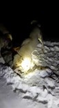 KANGAL KÖPEĞİ - Sürüye Saldıran Kurdu, Kangal Köpekleri Boğdu