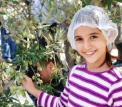 İHRACAT REKORU - Zeytincilik Sektörü Ortadoğu Pazarında Atak Yaptı