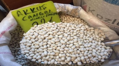 Akkuş Fasulyesinin Üretimi Artacak