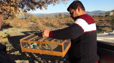 Gaziantep'te 100'E Yakın Kanarya Ve Saka Kuşu Ele Geçirildi