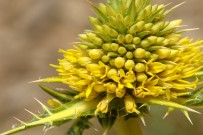 NEMRUT - Ünlü Botanikçi Dört Yeni Bitki Türü Keşfetti