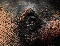 Dünyanın en yaşlı fillerinden Indra Hindistan'da öldü