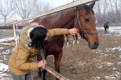 Türkiye'nin Yarış Atları Ereğli'de Yetişiyor
