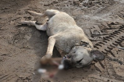Kırıkkale'de Köpek Katliamı