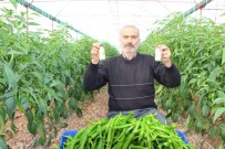 BÖCEKLI - Antalyalı Biber Üreticilerinden Biberde Zirai İlaç Kullanımı Haberine Tepki
