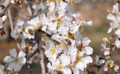 Bademler Çiçek Açtı