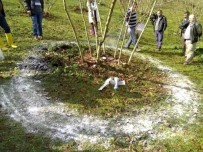 SÜRGÜN - Fındıkta Azot Gübre Dönemi