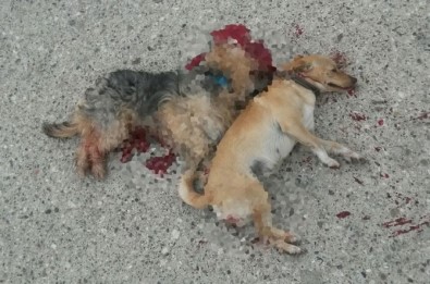 Kemer'de İki Köpeğin 'Kasten Ezildiği' İddiası
