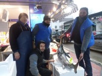 KILIÇ BALIĞI - Çanakkale'de Yakalanan Kılıç Balığı Mudanya'da Sergilendi