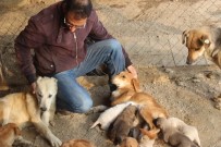 KÖPEK YAVRUSU - Köpek Deyip Geçmeyin, Dişi Köpeklerin Merhameti Şaşırttı