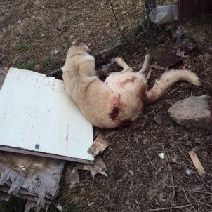 Silahlı Saldırıya Uğrayan Köpek Hayatını Kaybetti