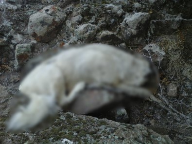 Afyonkarahisar'da Köpek Katliamı İddiası