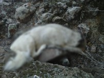 DEĞIRMENAYVALı - Afyonkarahisar'da Köpek Katliamı İddiası