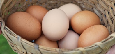 Almanya'da yumurta sıkıntısı