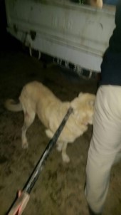 Viranşehir'de Sokak Köpekleri Toplanıyor