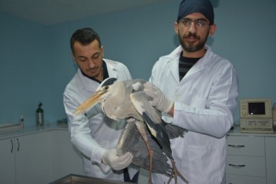 Yaralı Şahin Ve Balıkçıl Kuş Tedavi Altına Alındı