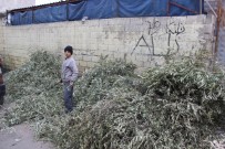 FIRINCILAR - Yasağa Rağmen Fırınlarda Zeytin Dalı Yakılıyor