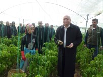 İLAÇ KALINTISI - Bayraktar Açıklaması 'Biberde Kalıntı İddiaları Tamamen Asılsız'