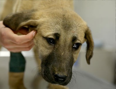 'Kuyu' sağlık kontrolünden geçirildi