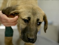 KURTARMA OPERASYONU - 'Kuyu' sağlık kontrolünden geçirildi