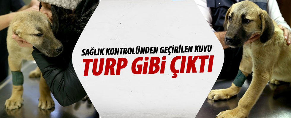 'Kuyu' sağlık kontrolünden geçirildi