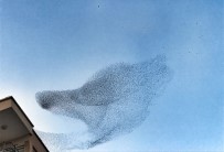 SIĞIRCIK - Sığırcık Kuşlarının Gökyüzündeki Dansı Hayran Bıraktı