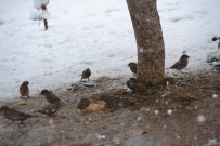 Siirt'te Kuşlar İçin Doğaya Yem Bırakıldı Haberi