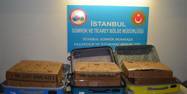 Yavru kaplumbağalar gümrüğe takıldı