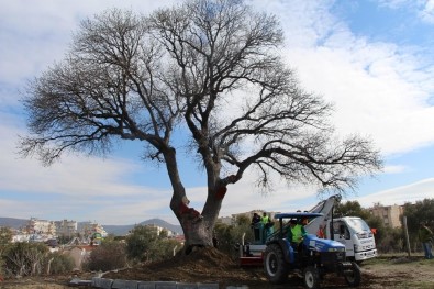 Başkan Kayalı, Anıt Ağaç Restorasyonunu İnceledi