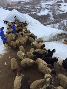 Bitlis'te Şap Aşısı Ve Küpeleme Çalışması