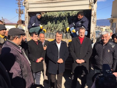 Mut Belediyesi Üreticiye 14 Bin Zeytin Fidanı Dağıttı